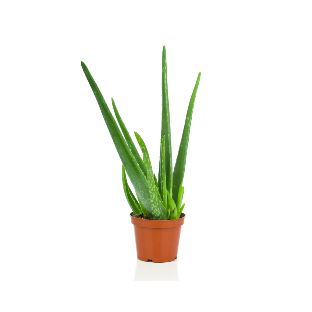 Aloe Vera Plant