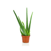 Aloe Vera "Aloe Barbadensis Mill."
