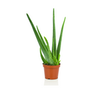 Aloe Vera "Aloe Barbadensis Mill."