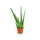 Aloe Vera "Aloe Barbadensis Mill."