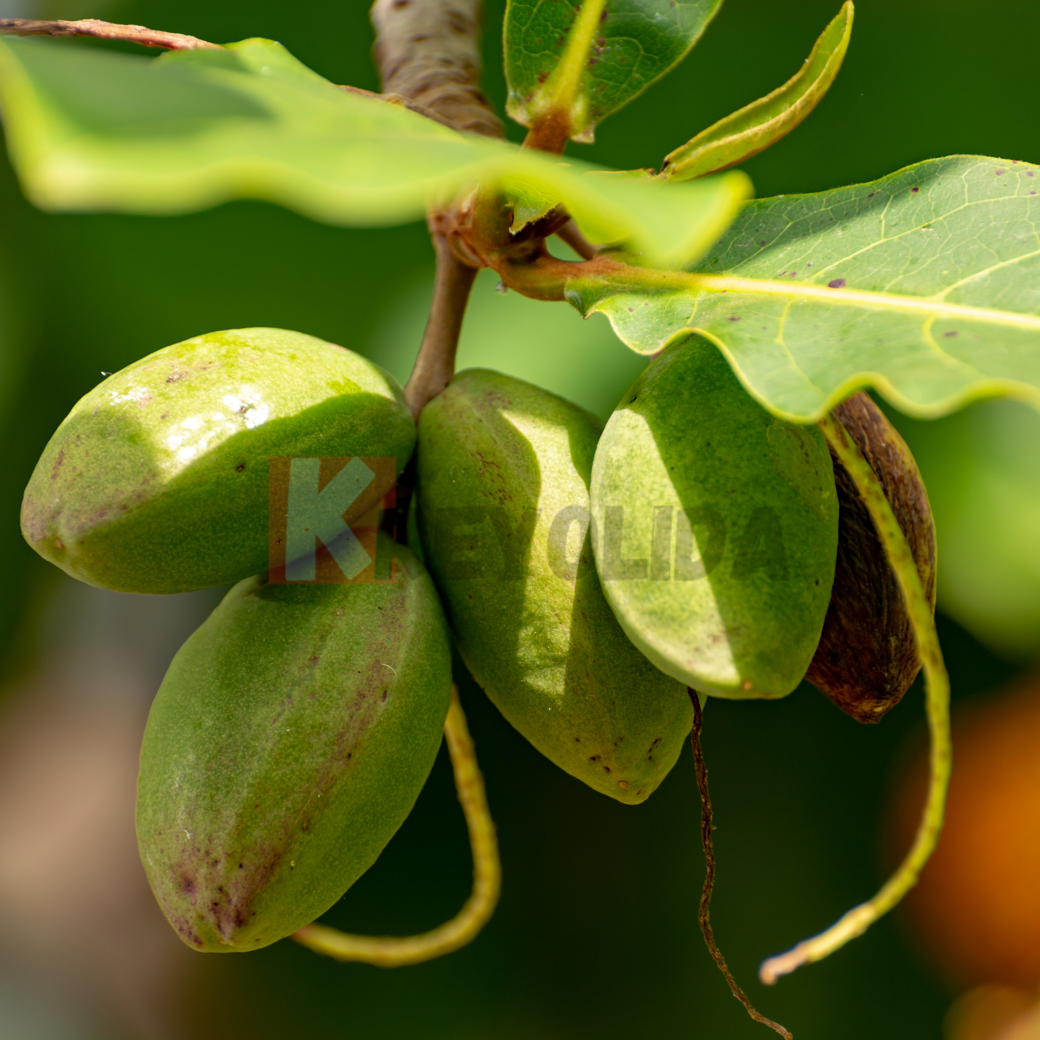 Local Almond 500g