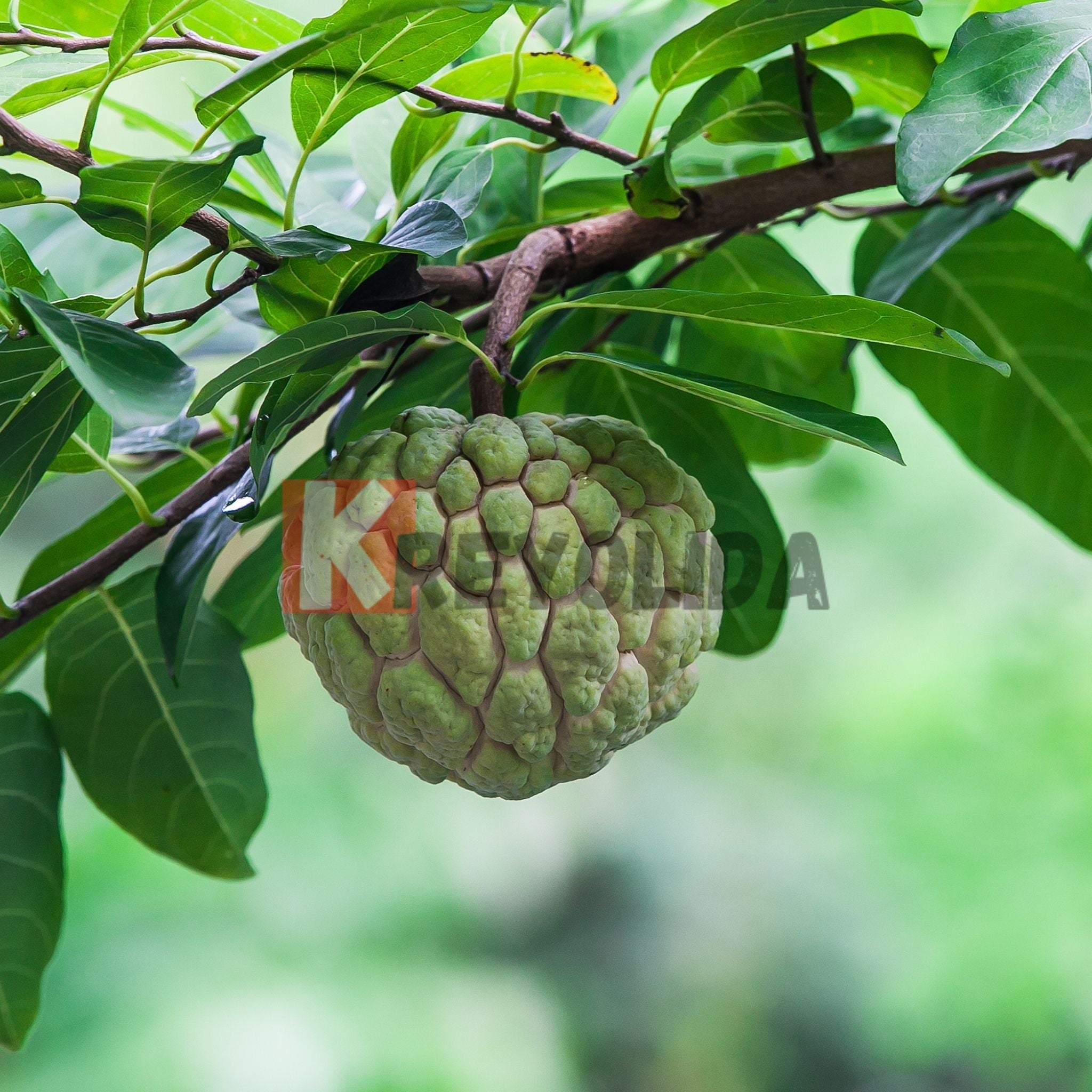 Sugar Apple - Annona squamosa
