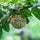 Pommier Cannelle