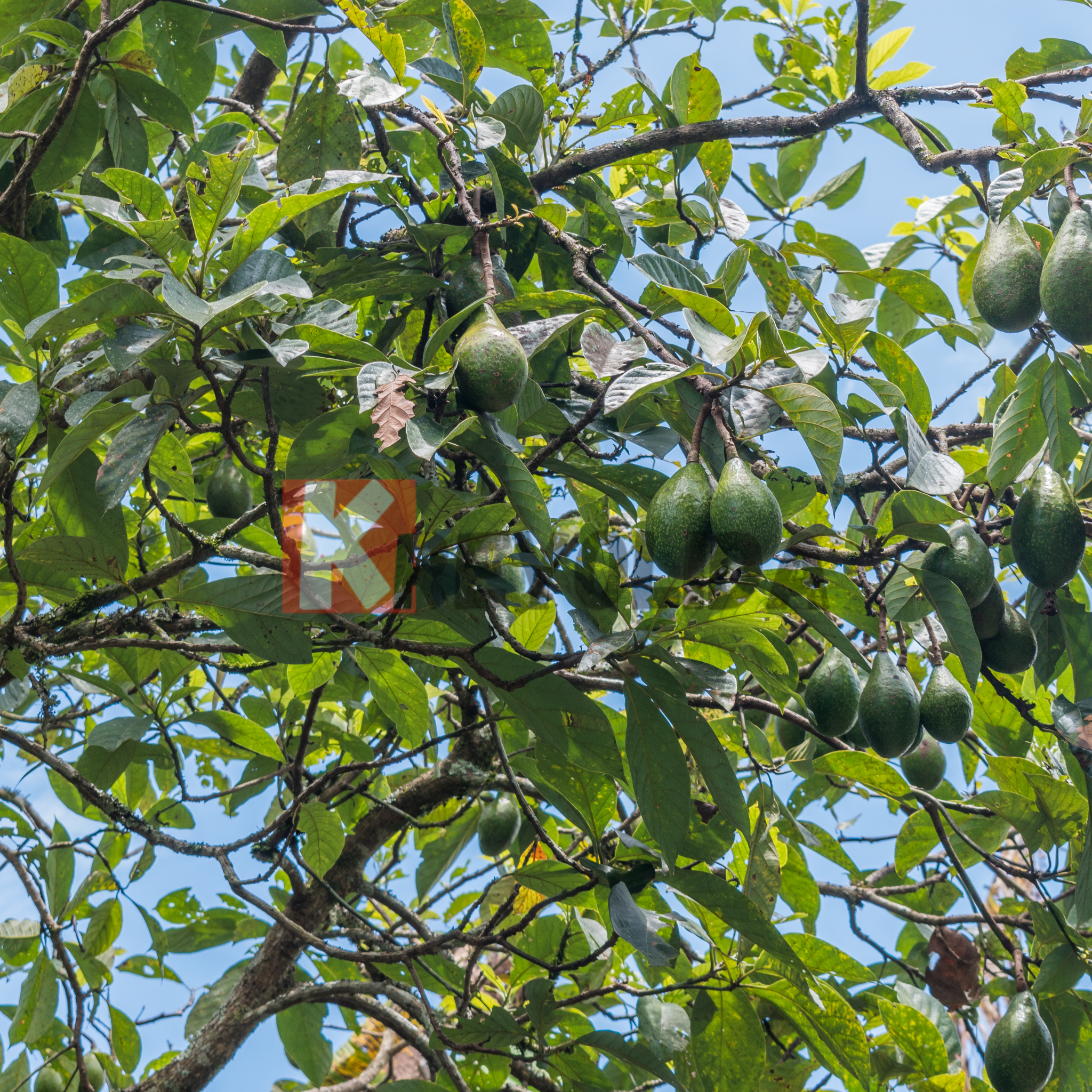 Tropical avocado tree