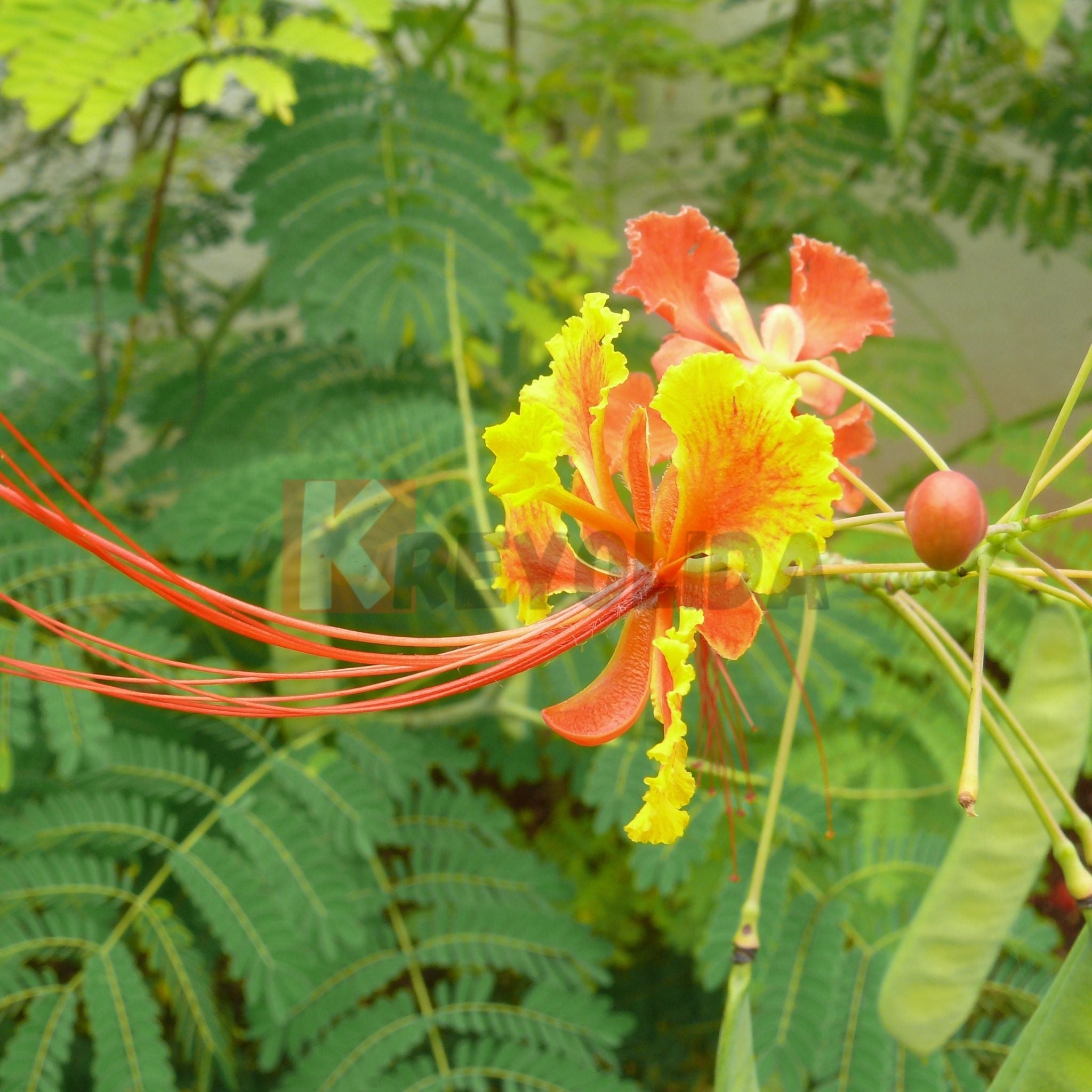 Flamboyant