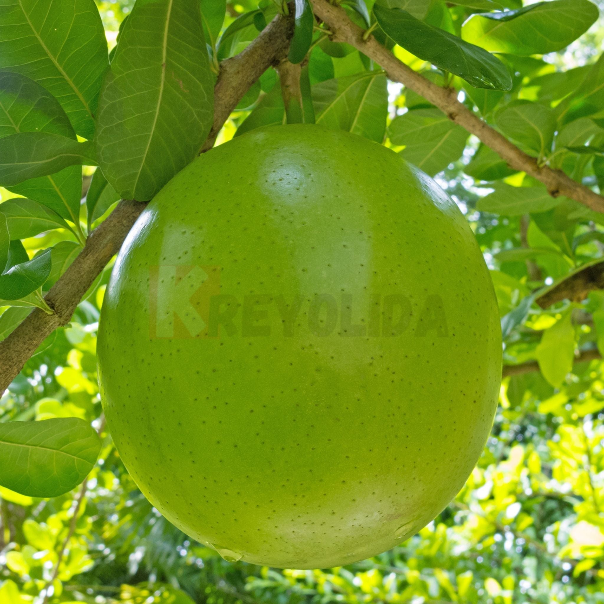 Calebasse la pièce
