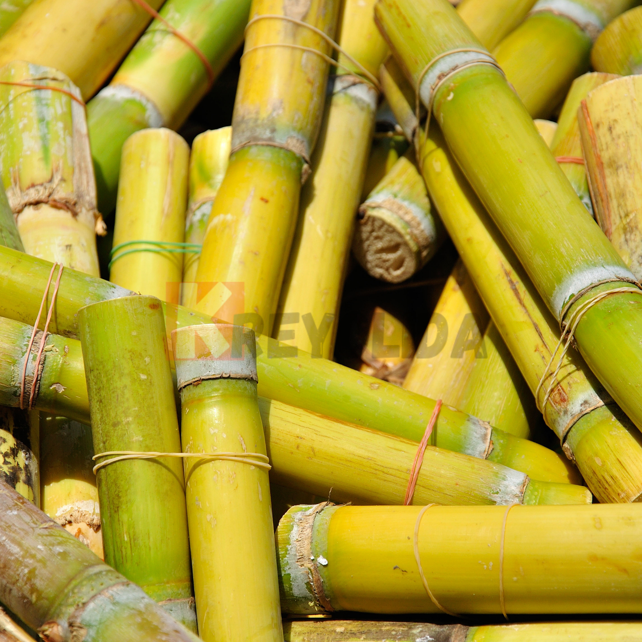 Canne à sucre Guadeloupe la pièce