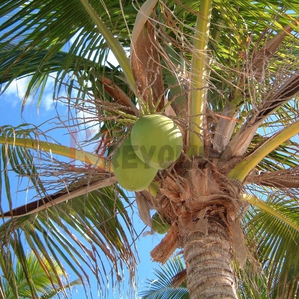 Cocotier