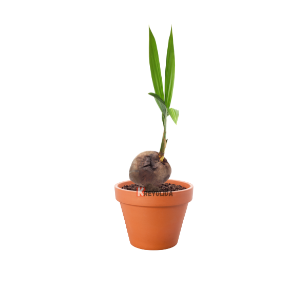 Cocotier