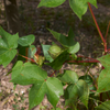 Gossypium hirsutum "Coton pays"