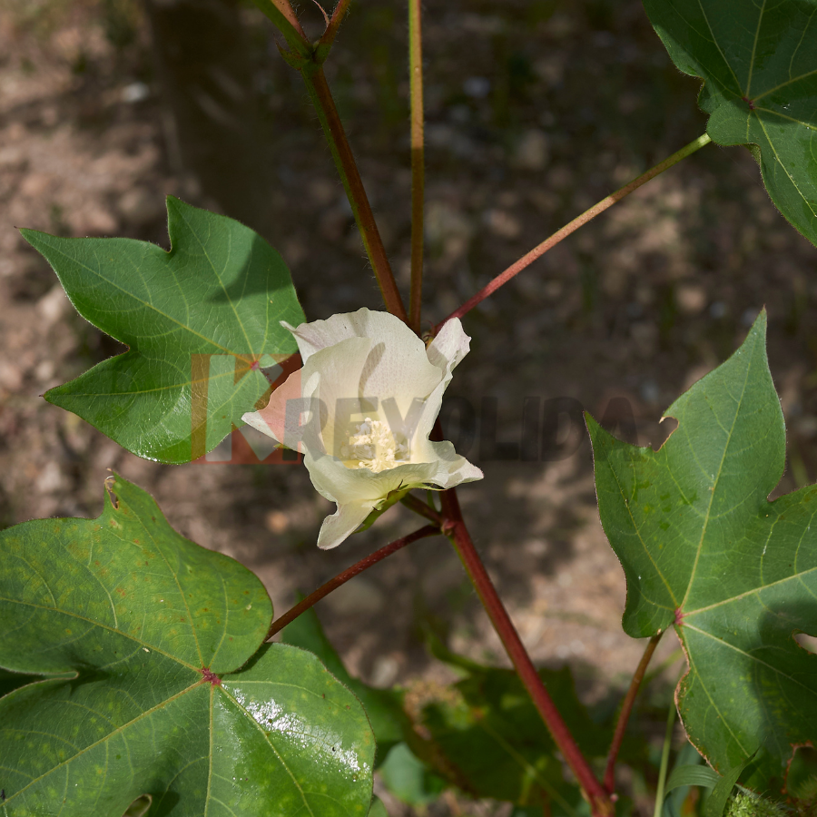 Gossypium hirsutum "Coton pays"