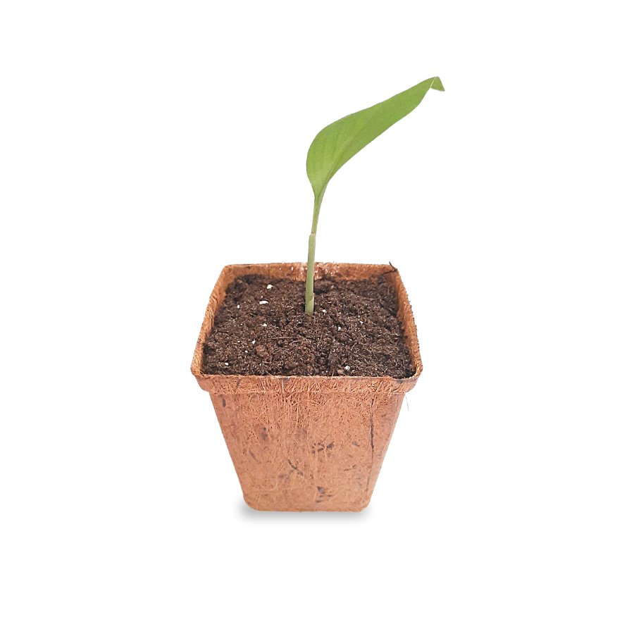 Plant de curcuma longa