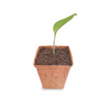 planta de cúrcuma longa