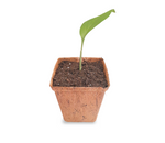 Plant de curcuma longa