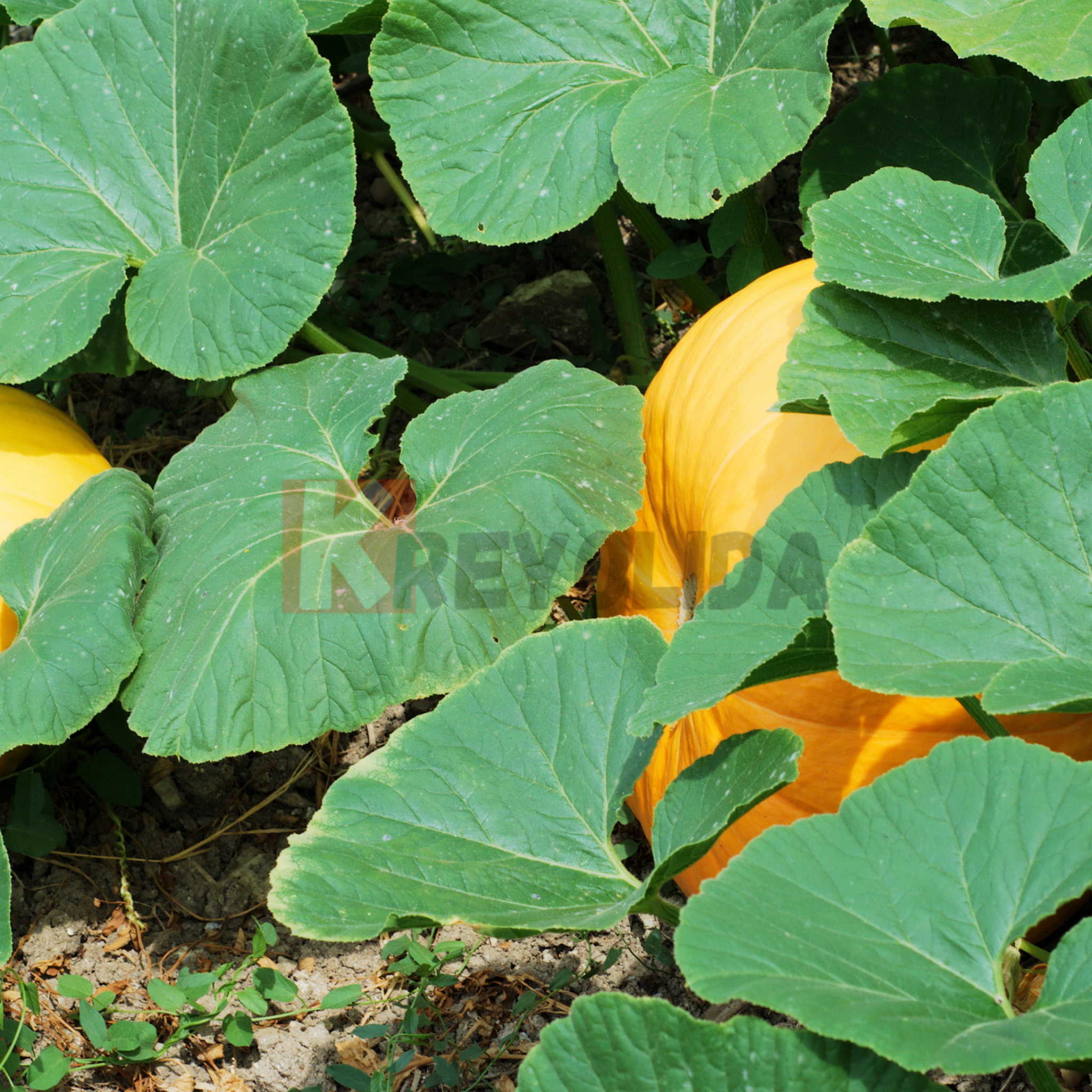 Jeunes plants de Giraumon "Courge musquée" x12