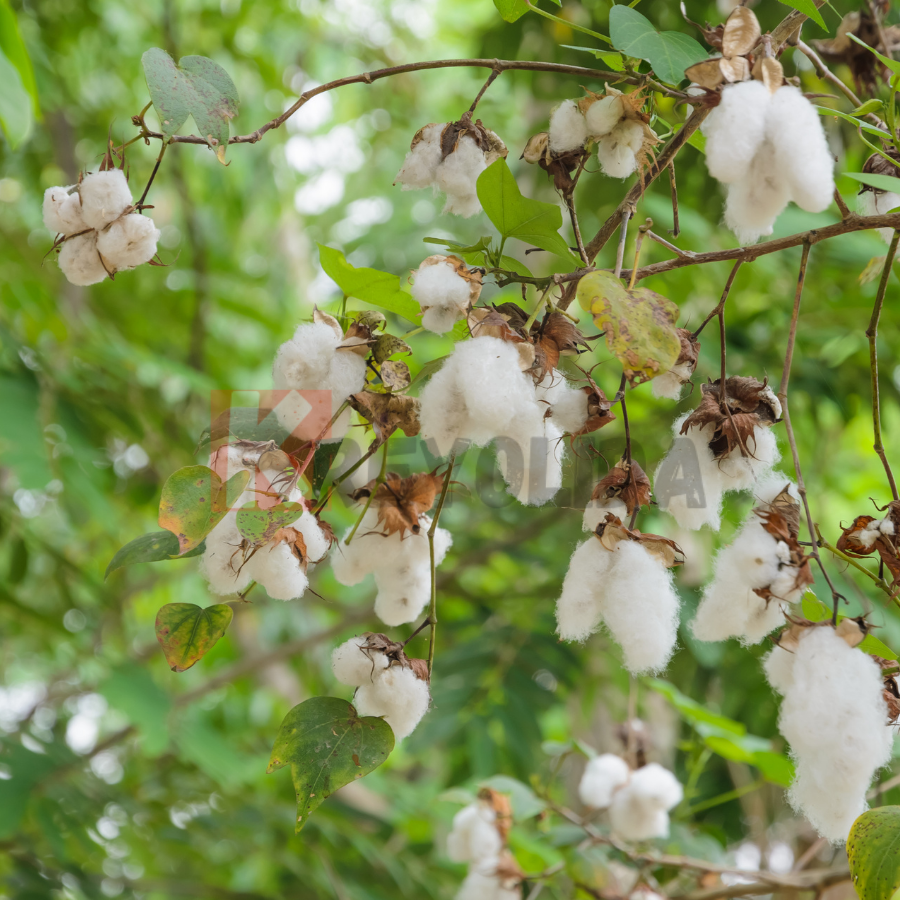 Gossypium hirsutum "Coton pays"