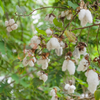 Gossypium hirsutum "Coton pays"