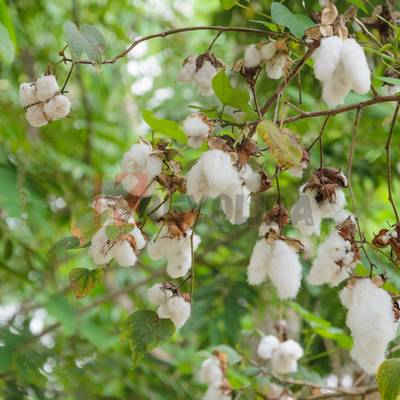 Gossypium hirsutum 