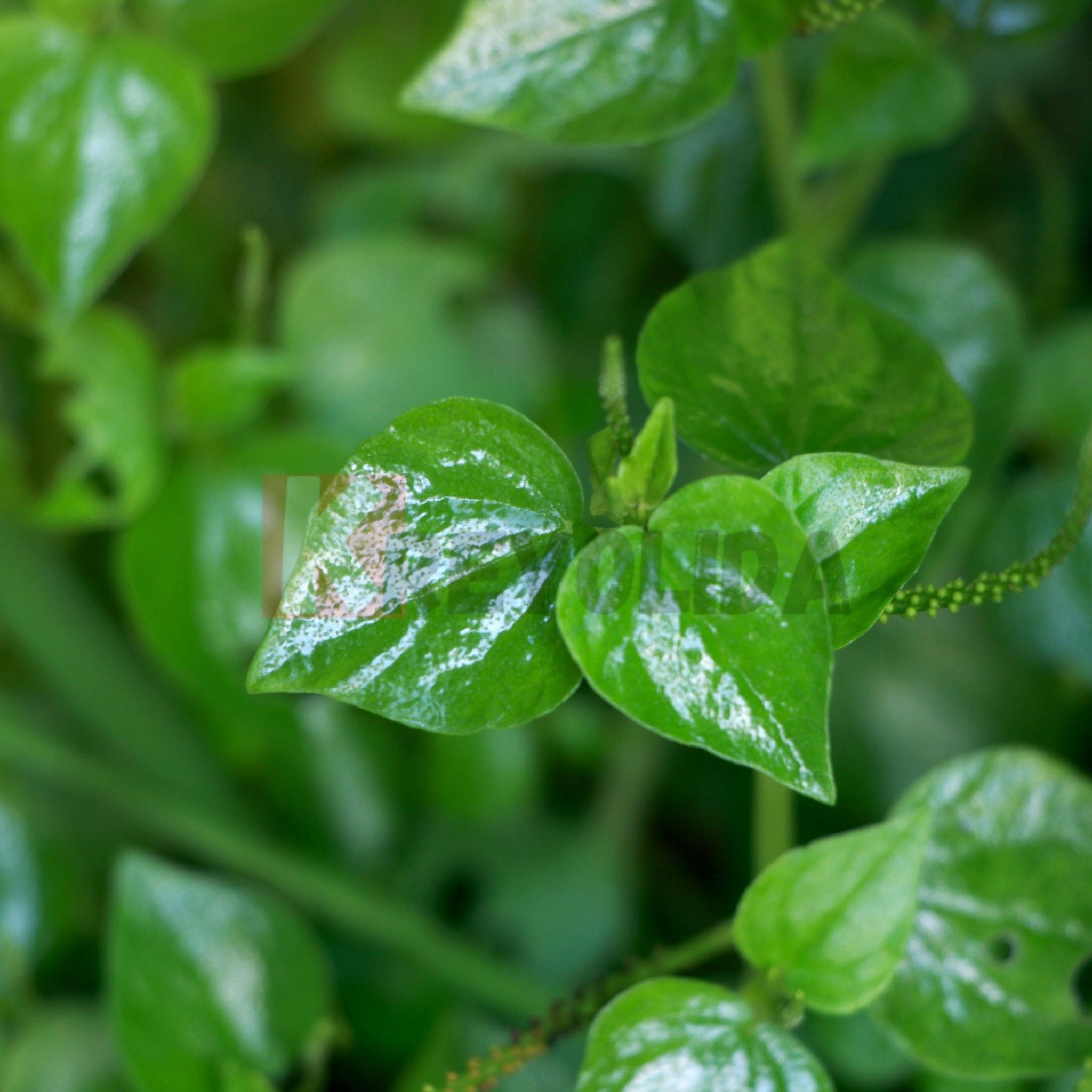Plant de Herbe Couresse Peperomia