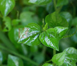 Plant de Herbe Couresse Peperomia