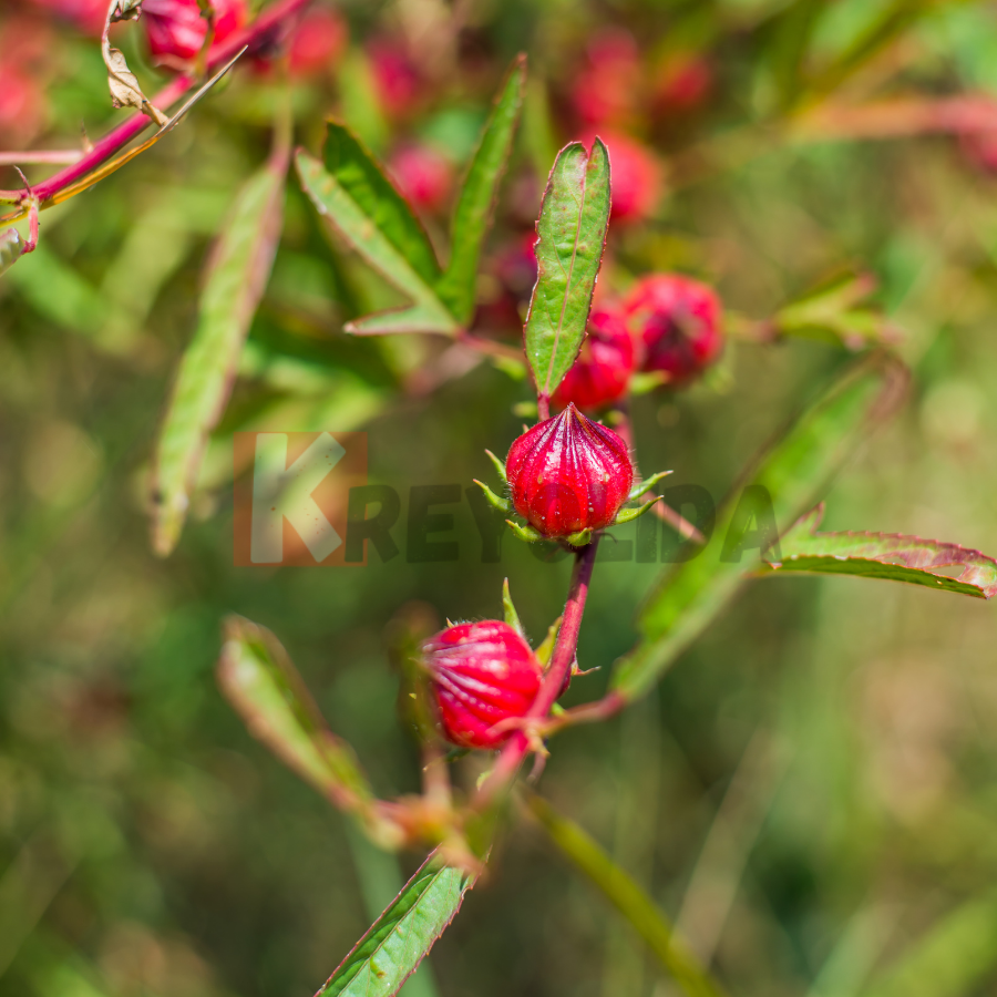 Roselle Hibiscus sabdariffa
