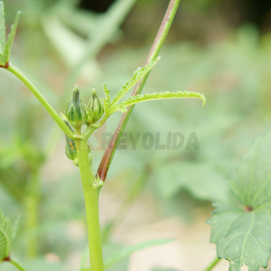 Hibiscus sabdariffa "Green Senegalese" Roselle verte