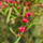 Roselle Hibiscus sabdariffa