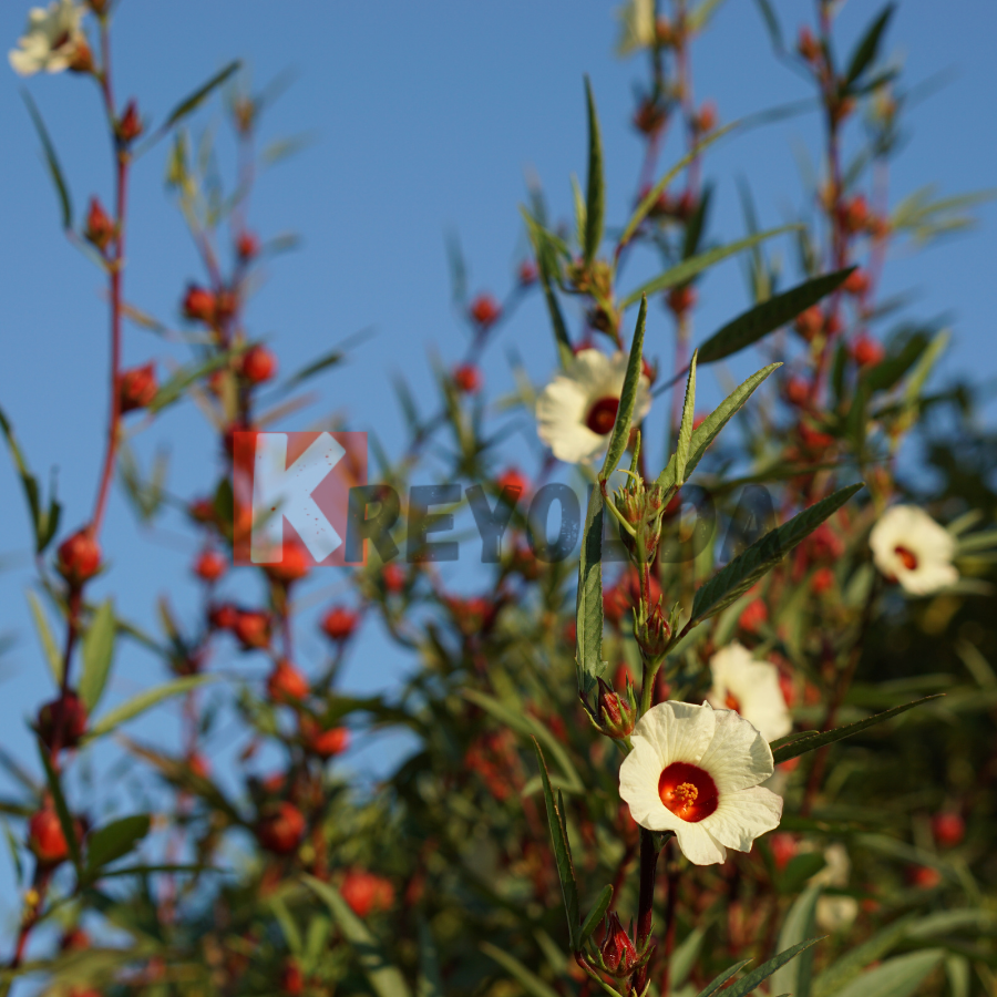 Roselle Hibiscus sabdariffa