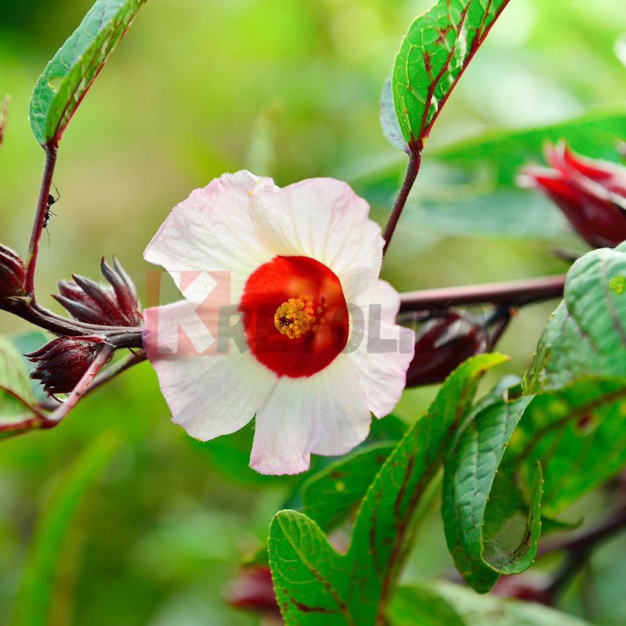 Roselle Hibiscus sabdariffa