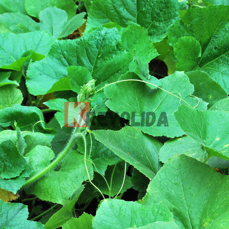 Jeunes plants de Melon vert "Piel de sapo" x12