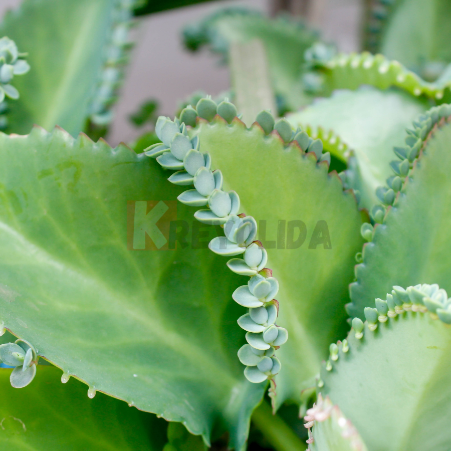 Kalanchoe laetivirens plante succulente