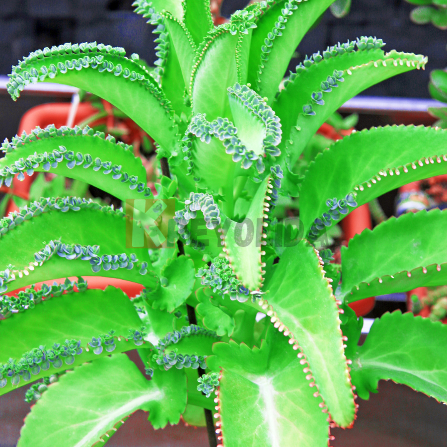 Kalanchoe laetivirens plante succulente