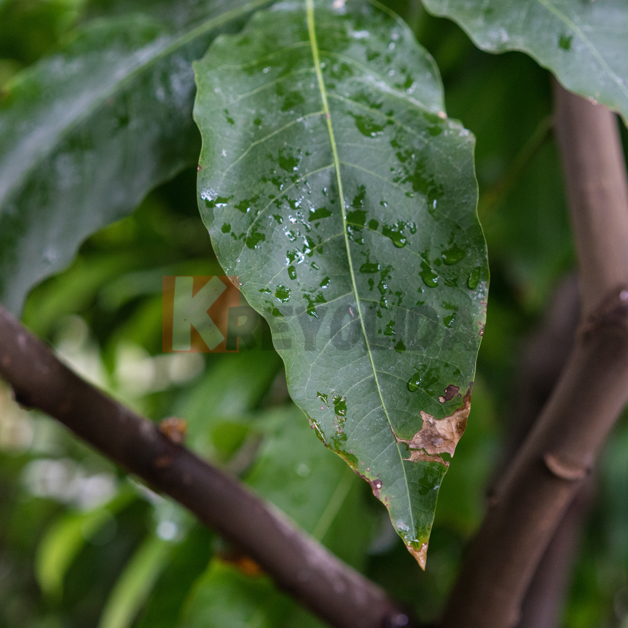 Quenettier (Melicoccus bijugatus)