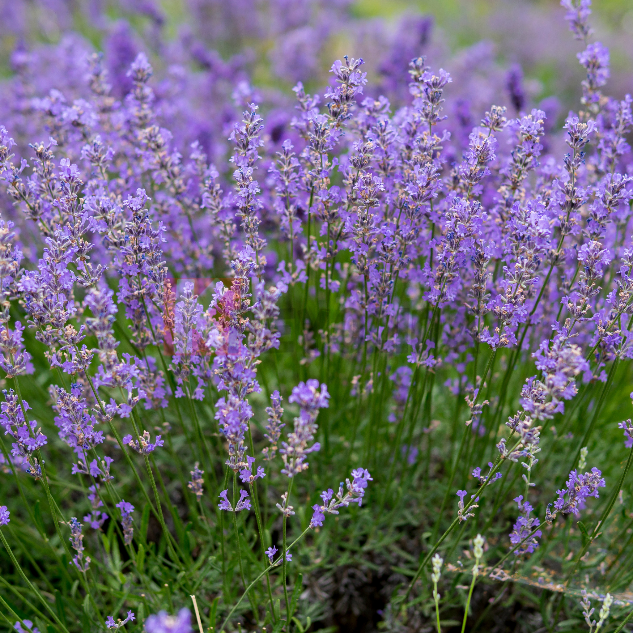 Lavande Vraie Lavandula Officinalis