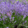 Lavande Vraie Lavandula Officinalis