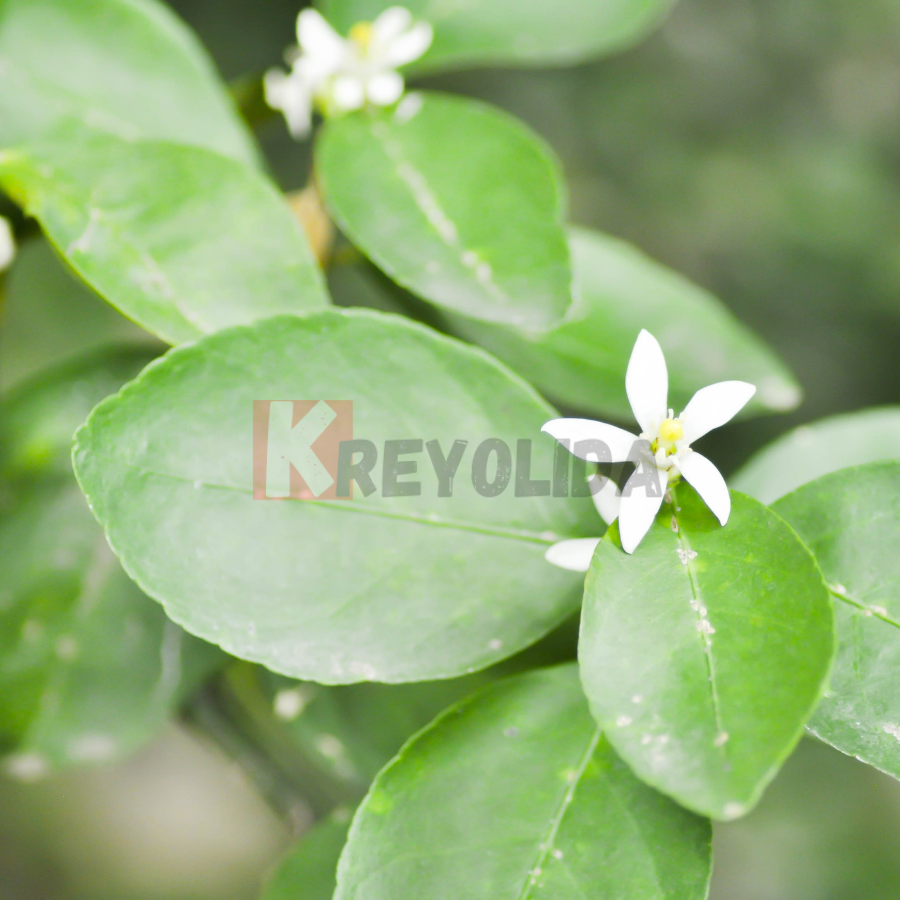 Limettier des Antilles "Citron pays" Citrus atantiifolia