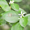 Limettier des Antilles "Citron pays" Citrus atantiifolia