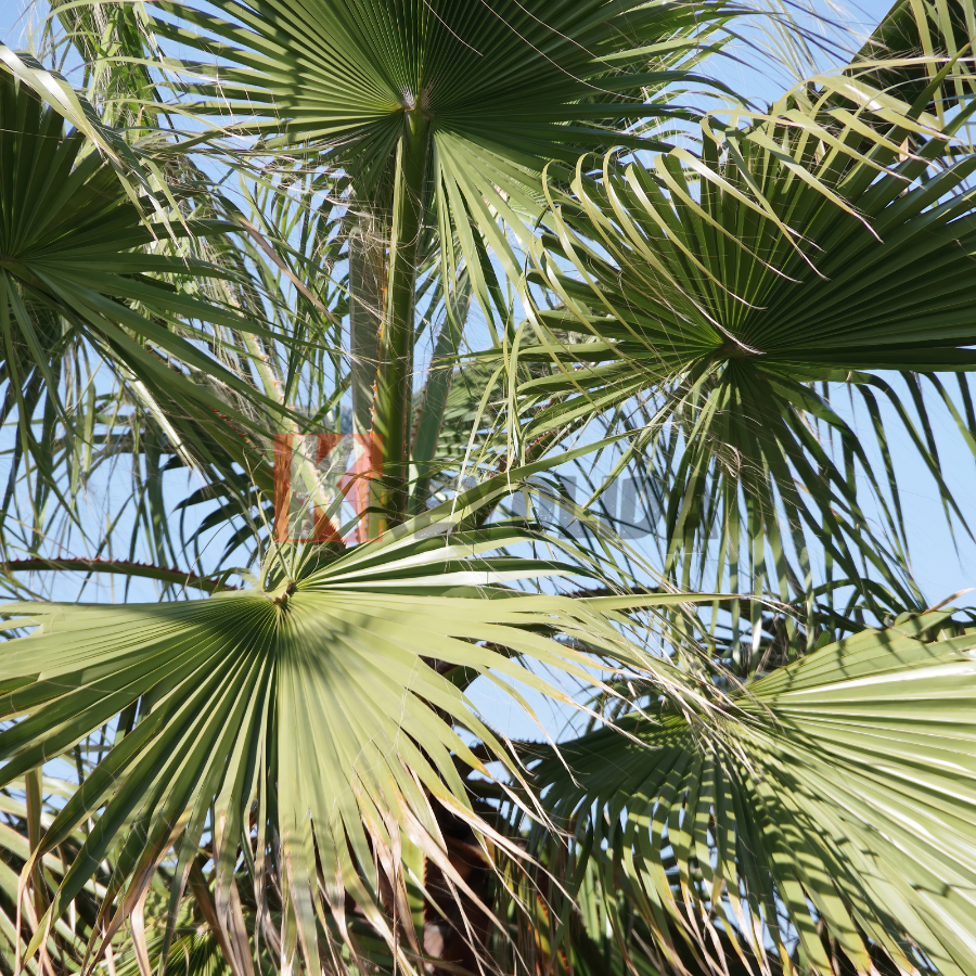 Palmier Fontaine - Livistona chinensis