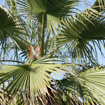 Palmier Fontaine - Livistona chinensis