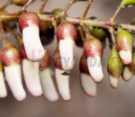 Madre de Cacao Gliricidia sepium