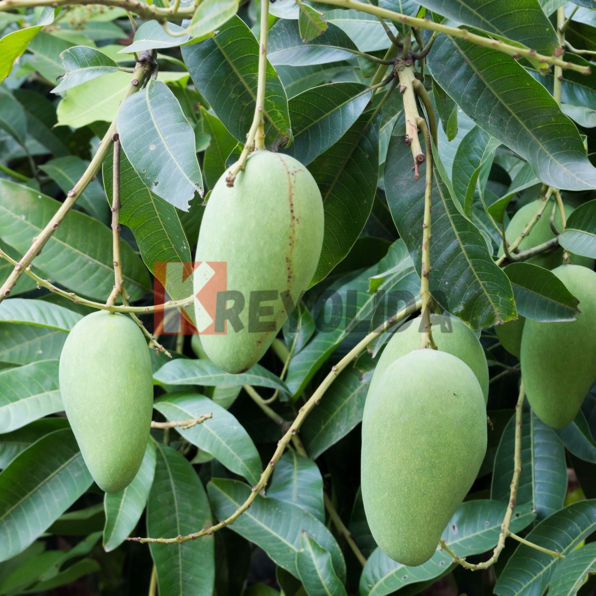 Manguier Fil "Mangofil"