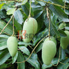 Manguier Fil "Mangofil"