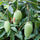 Manguier Fil "Mangofil"