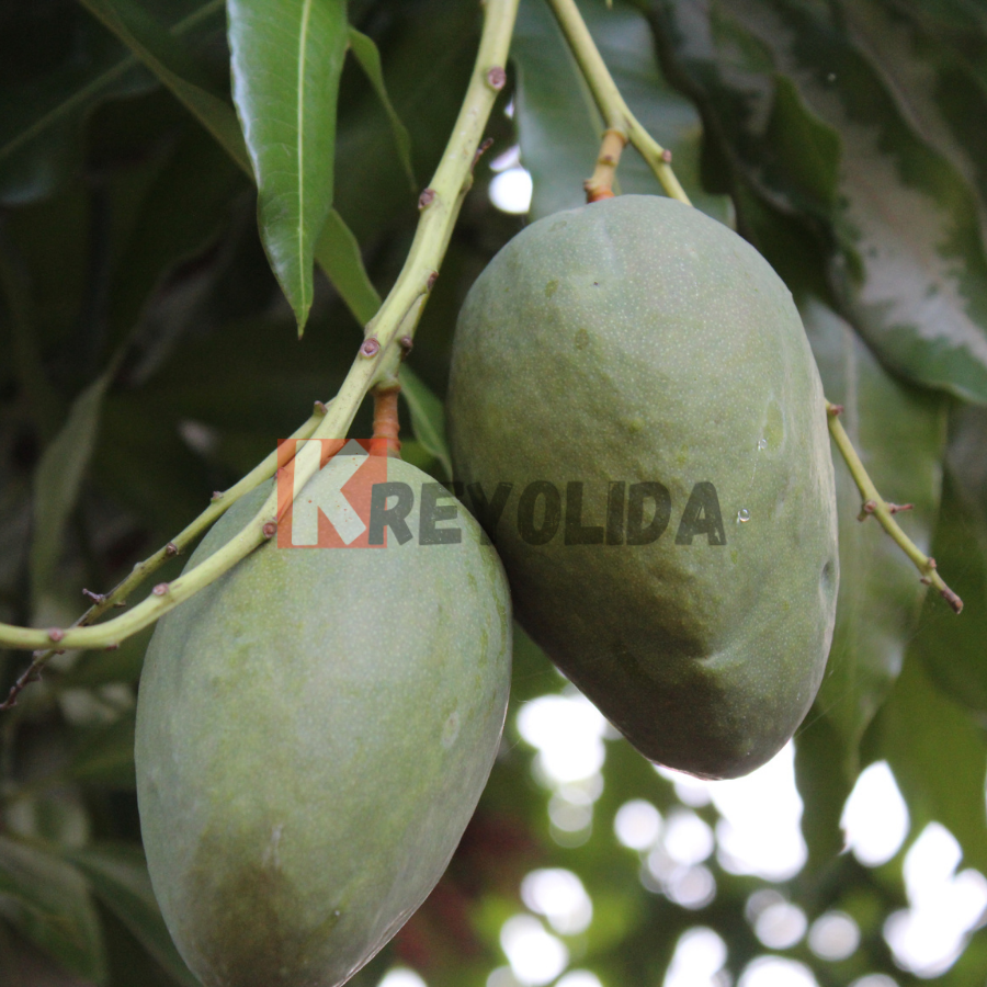 Manguier Julie "Mangifera Indinca"