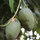 Manguier Julie "Mangifera Indinca"