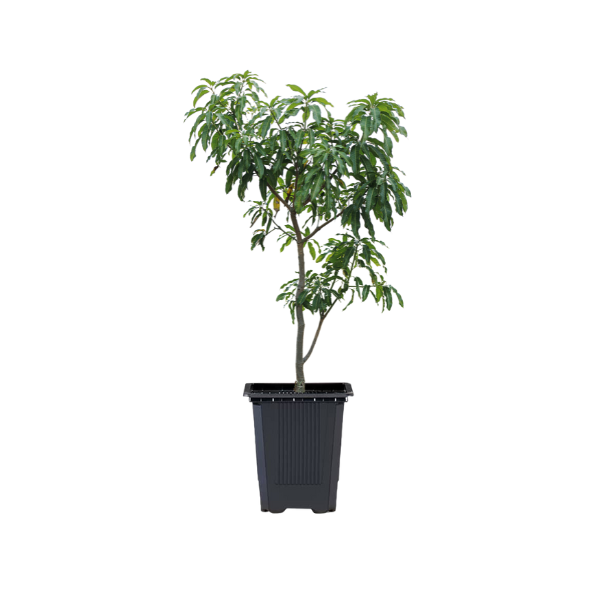Manguier Julie "Mangifera Indinca"