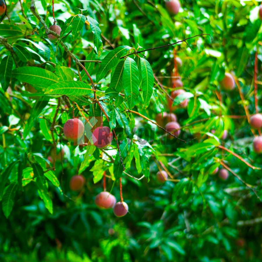 Manguier Pomme