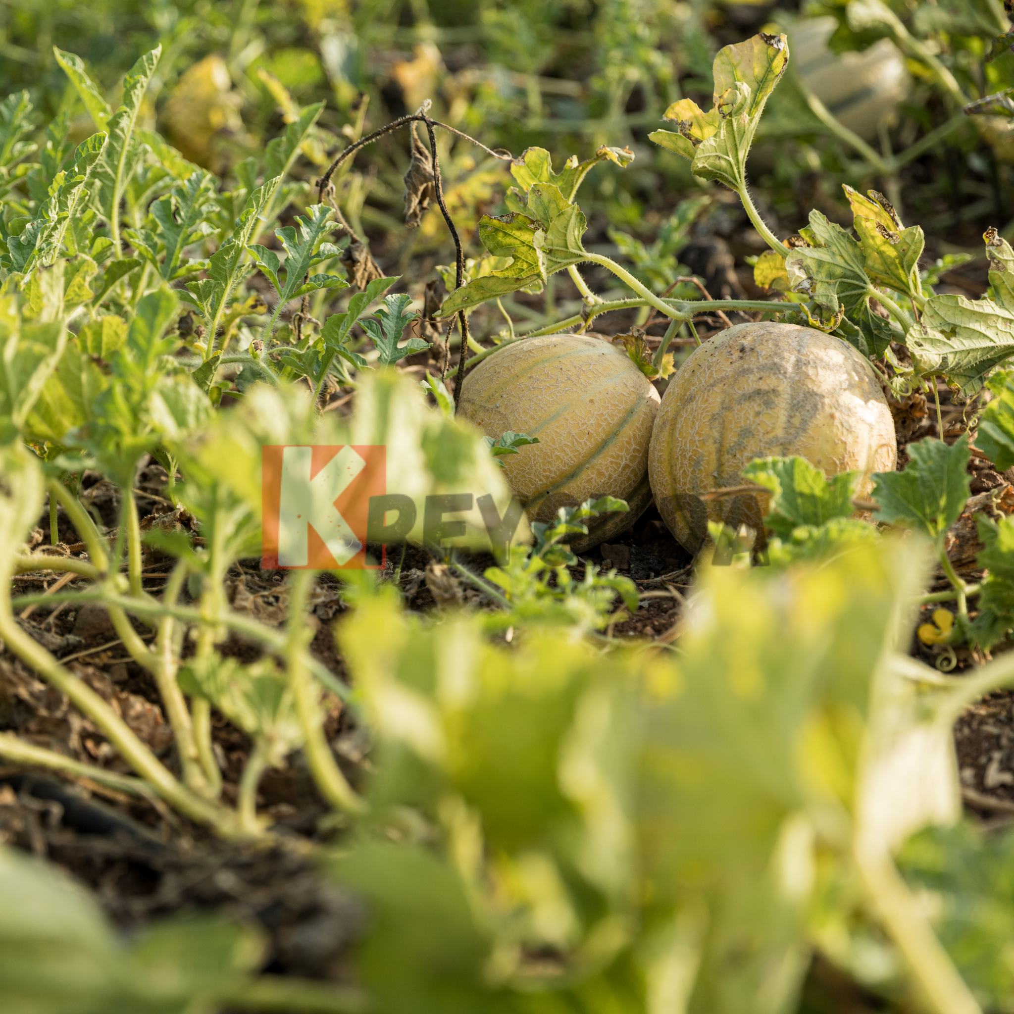 Jeunes plants de Melon Cantaloup Charentais x12