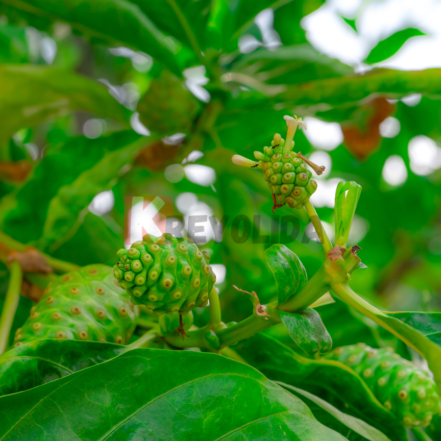 Morinda citrifolia "Nono"