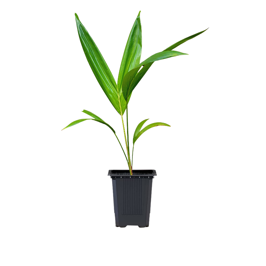 Palmier Aréquier "Areca Catechu"